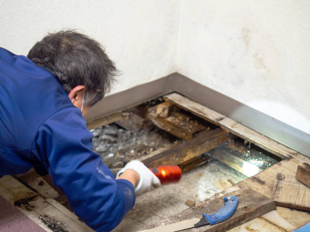 Best Commercial Mold Removal  in Warsaw, IL