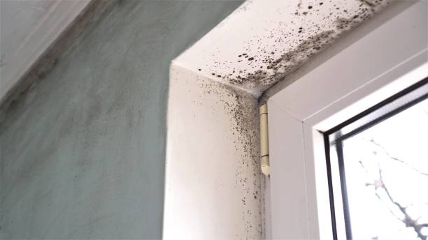 Best Crawl Space Mold Removal  in Warsaw, IL