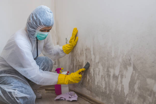 Best Residential Mold Removal  in Warsaw, IL