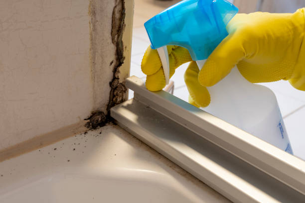 Best Certified Mold Removal  in Warsaw, IL
