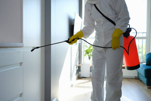 Best Black Mold Removal  in Warsaw, IL