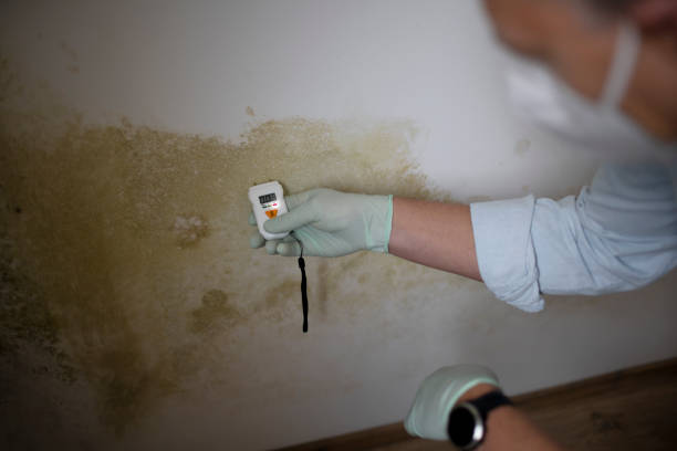 Best Fast Mold Removal  in Warsaw, IL