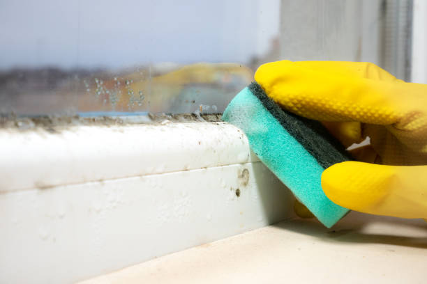 Best Mold Cleaning Services  in Warsaw, IL