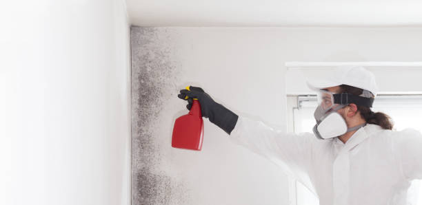 Best Emergency Mold Removal  in Warsaw, IL