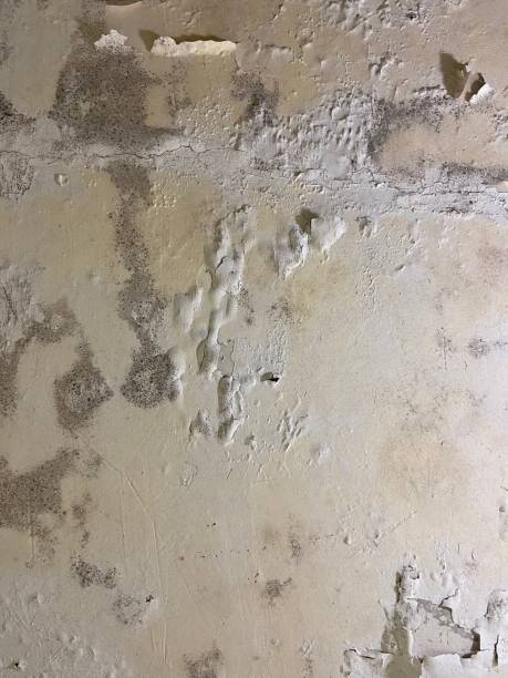 Mold Removal Process in Warsaw, IL
