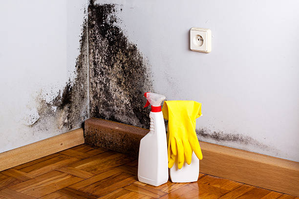 Best Best Mold Removal Companies  in Warsaw, IL