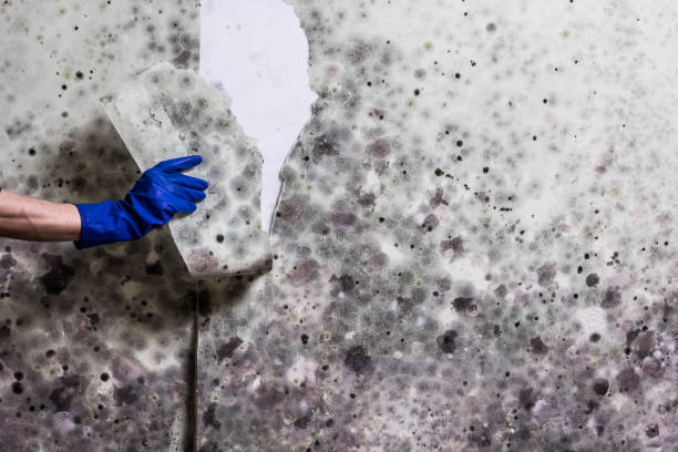Best Home Mold Removal  in Warsaw, IL